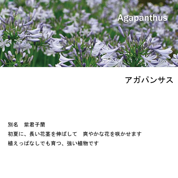 アガパンサス　苗