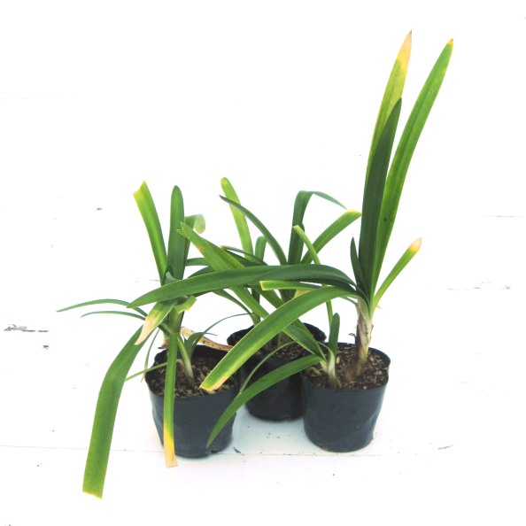 アガパンサス　苗