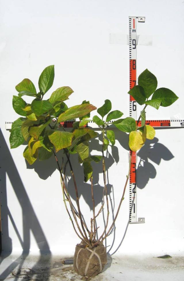 アジサイ　（紫陽花）　