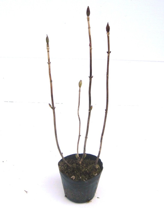 アジサイ　（紫陽花）