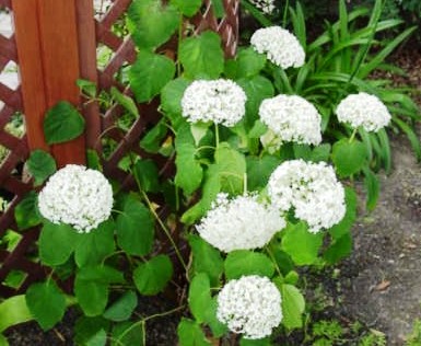 紫陽花　アジサイ 　アナベル