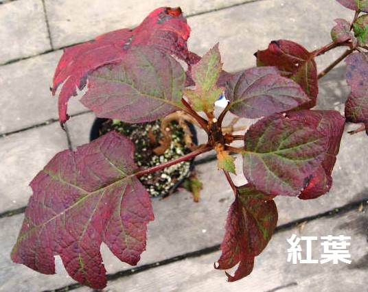 柏葉あじさい　カシワバアジサイ　苗　紅葉