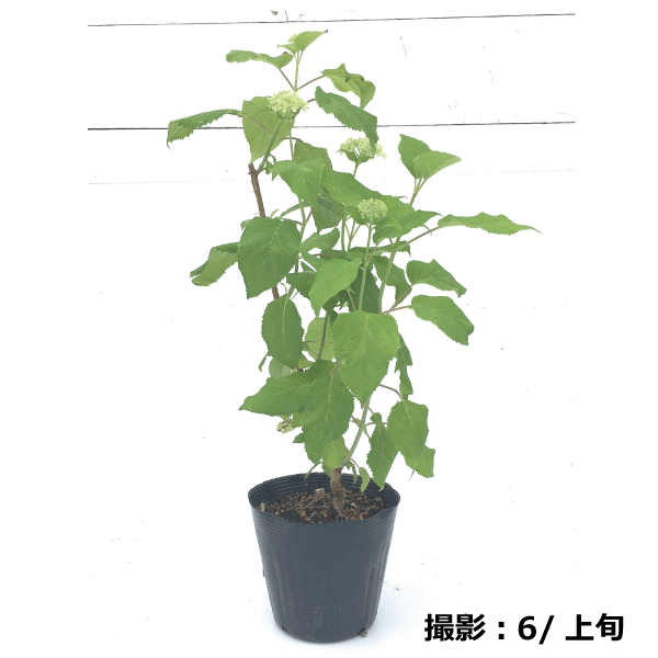 紫陽花　アジサイ　アナベル　