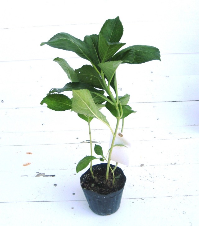 アジサイ　（紫陽花）