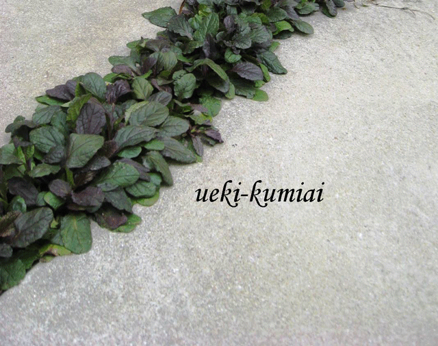 アジュガ　レプタンス　苗