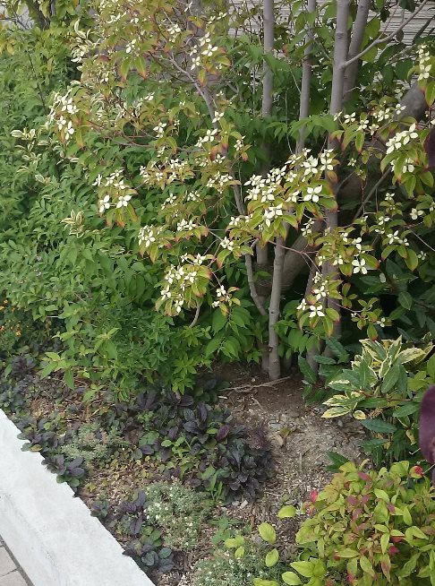 アジュガ　レプタンス　苗