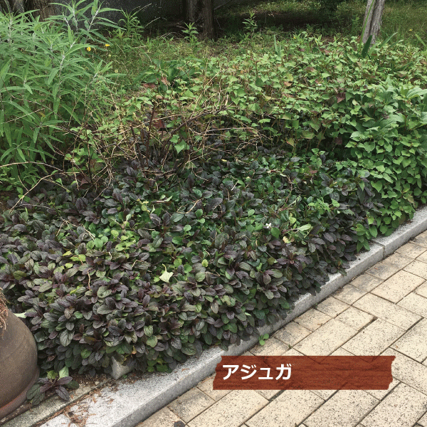 アジュガ　レプタンス