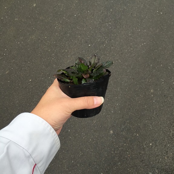 アジュガ　レプタンス　苗