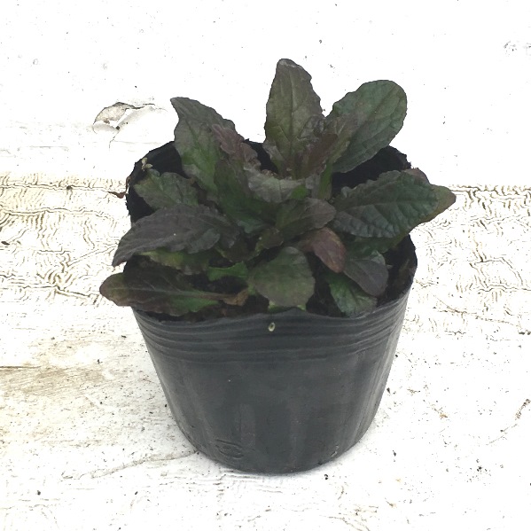 アジュガ　レプタンス　苗