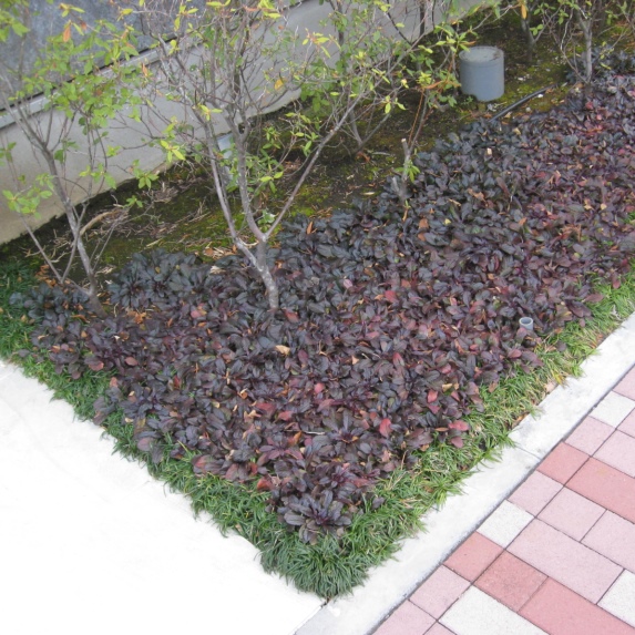 アジュガ　レプタンス　苗