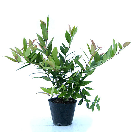 岩南天　アキシラリス　イワナンテン