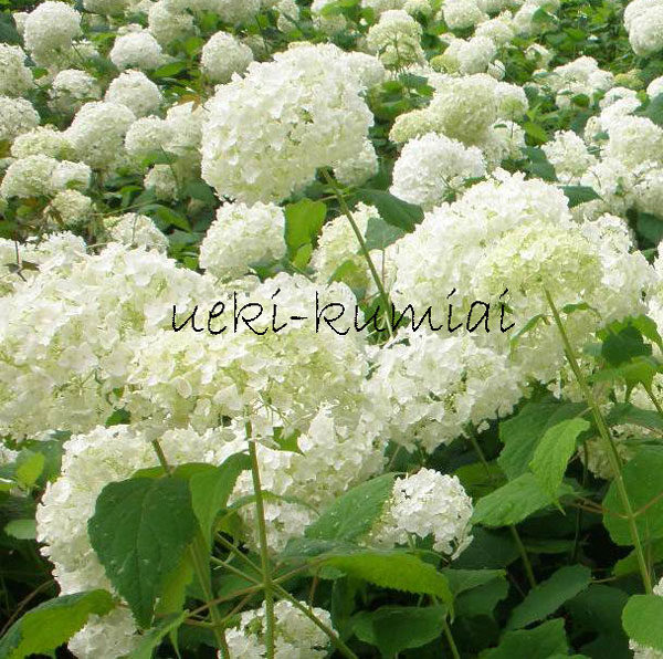 紫陽花　アジサイ 　アナベル
