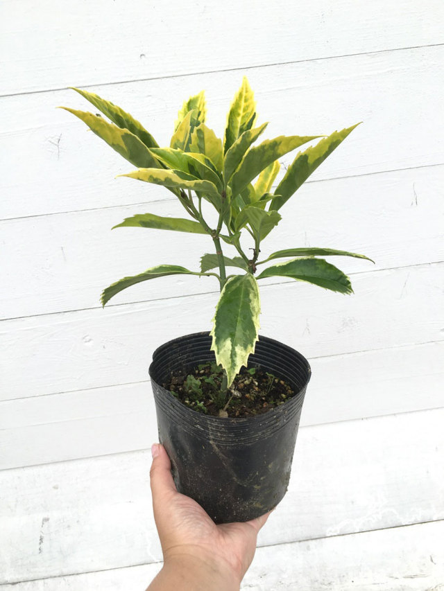 斑入り青木　フイリアオキ　サルフレア