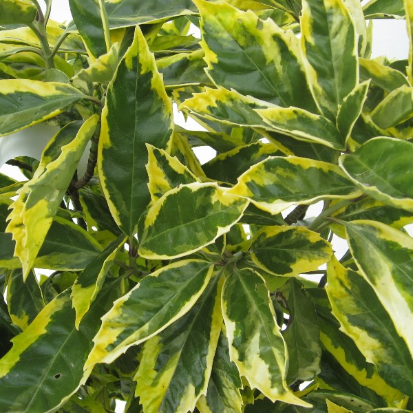 斑入り青木　フイリアオキ　サルフレア