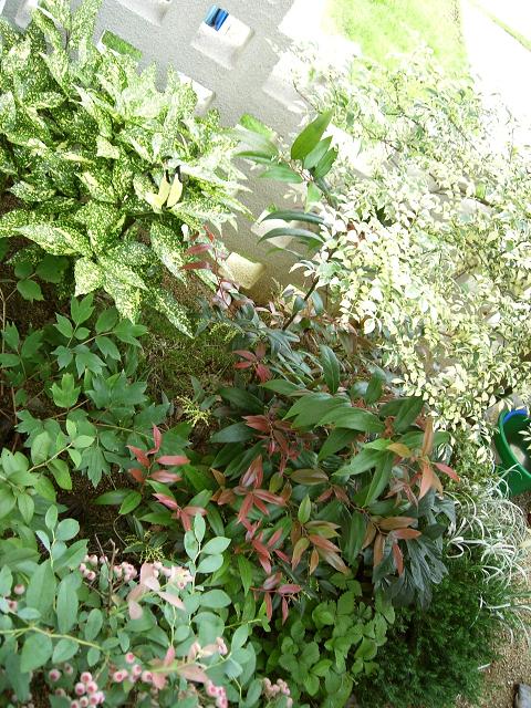 フイリアオキ　斑入り葉　（斑入青木） イワナンテン　アキシラリス