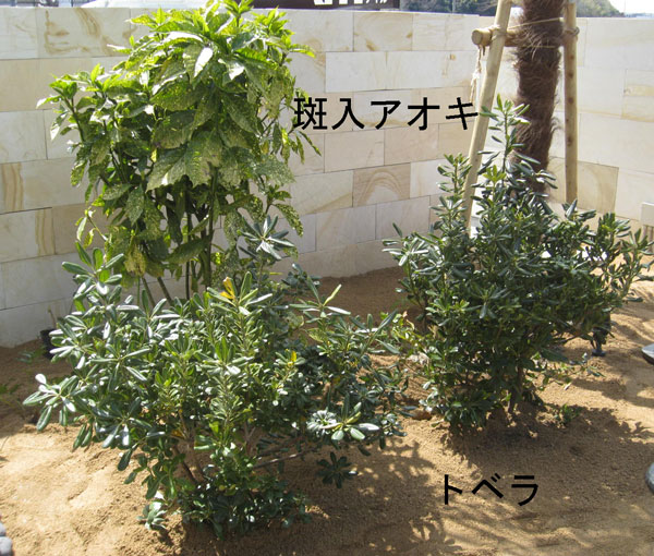 トベラ　植木　木  斑入りアオキ　