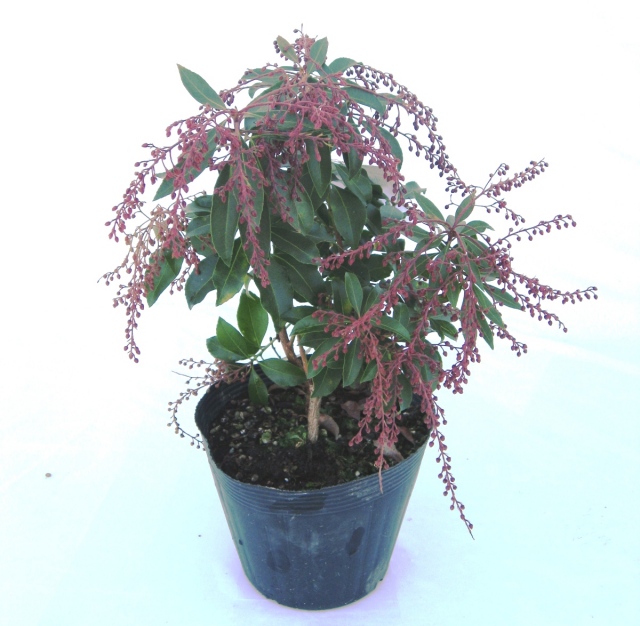 あせび　馬酔木　アセビ 苗　植木組合