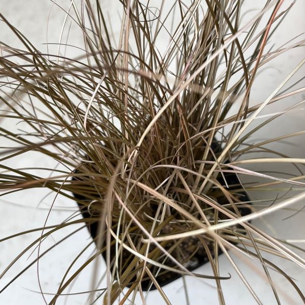 Carex flagellifera'bronzeform' 　ブロンズフォーム