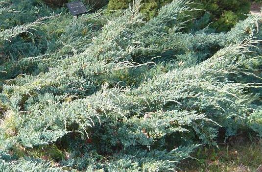 ニイタカビャクシン ブルーカーペット　コニファー　這性