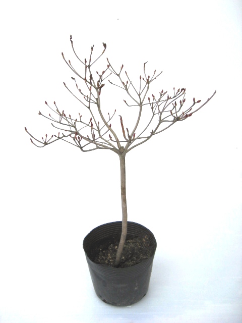 ドウダンツツジ 【業者仕入れ向】