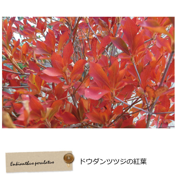ドウダンツツジ　植木組合