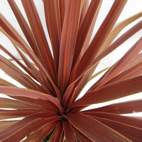 ドラセナ　赤葉　コルディリーネ　コルディリネ　レッドスター　葉