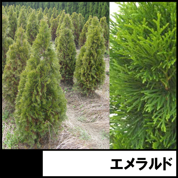 コニファー　エメラルドグリーン　ニオイヒバ