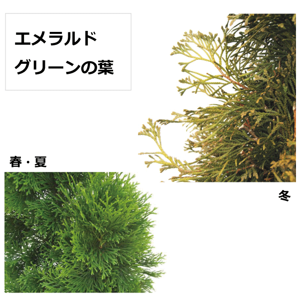 コニファー　エメラルドグリーン　ニオイヒバ