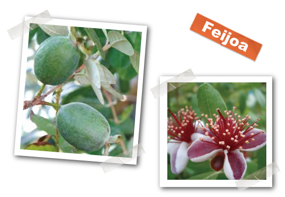 フェイジョア　フェイジョアの木　樹木　植木　苗