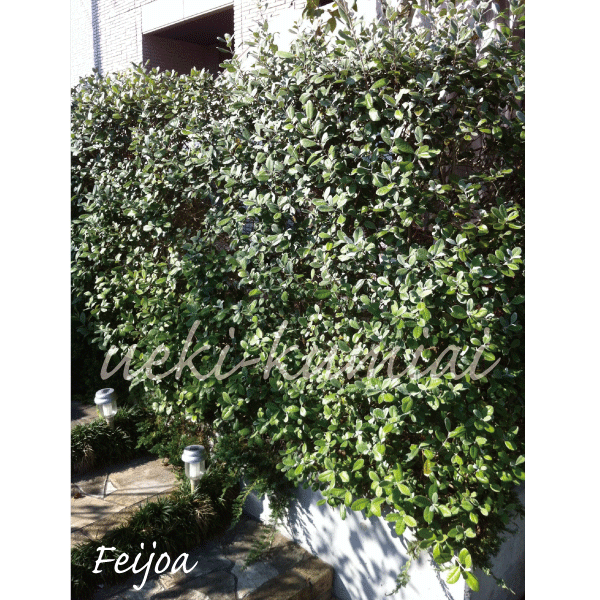 フェイジョア　フェイジョアの木　樹木　植木　苗