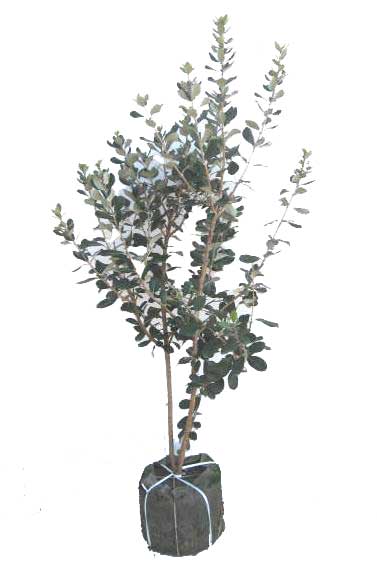 フェイジョア　フェイジョアの木　樹木　植木　苗