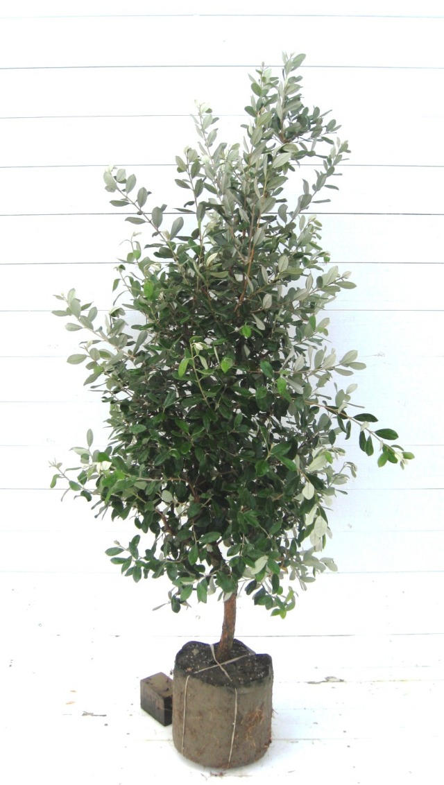 フェイジョア　フェイジョアの木　樹木　植木　苗