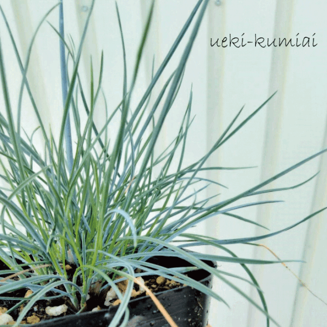 フェスチュカグラウカ　植木組合
