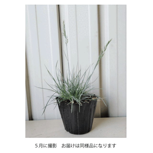 フェスチュカグラウカ　植木組合