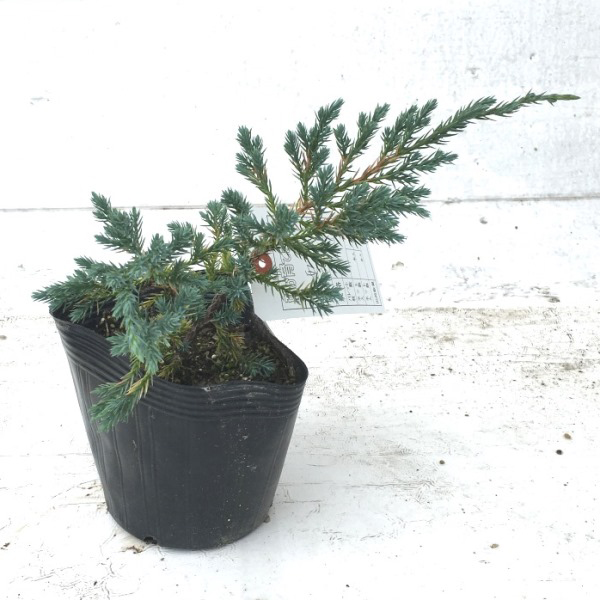 ハイビャクシン　ブルーカーペット　苗