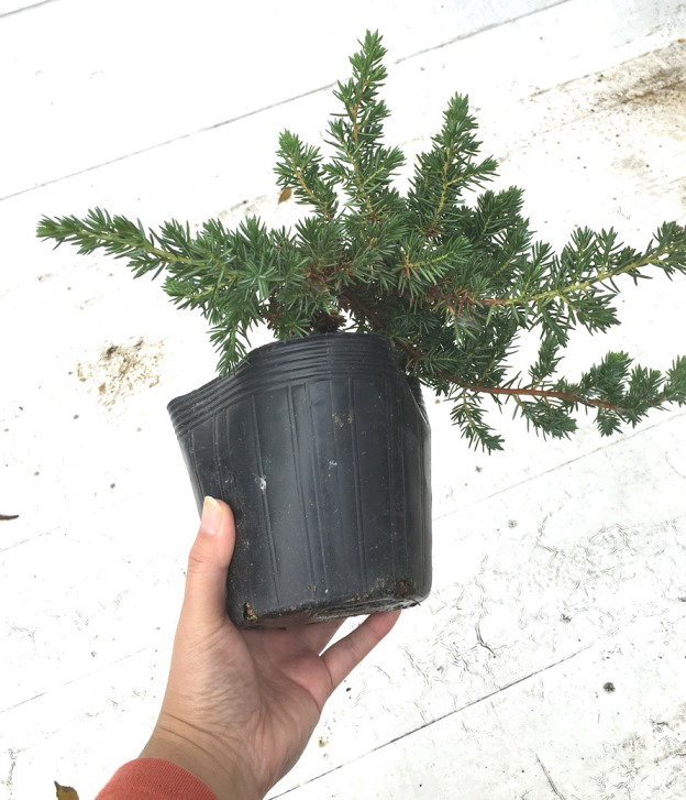 ハイビャクシン　ブルーパシフィック　苗