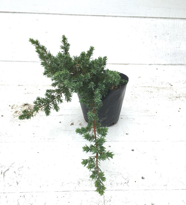 ハイビャクシン　ブルーパシフィック　苗