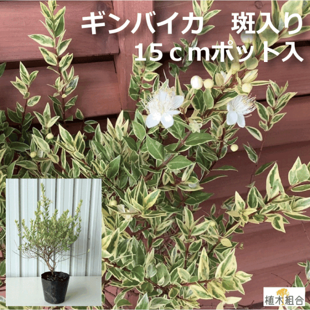 ギンバイカ　斑入り　植木組合