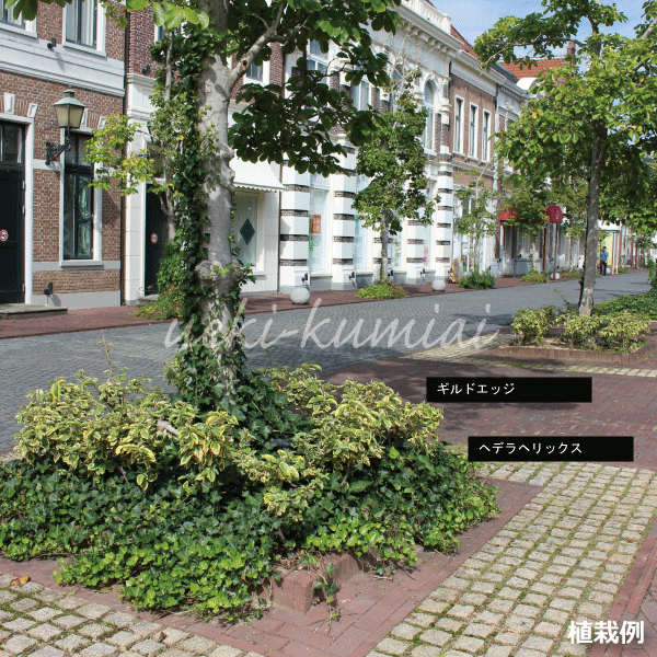 ヘデラ　ヘリックス