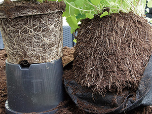 ルーツポーチ　rootpouch 植木鉢　おしゃれ