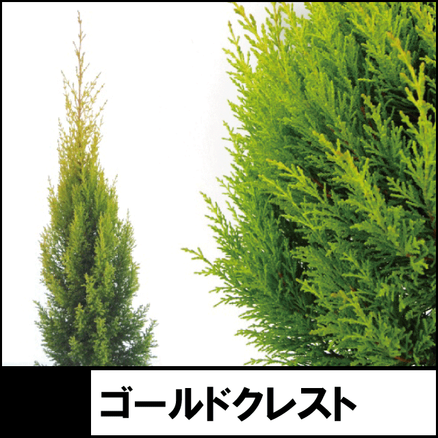 コニファー ゴールドクレスト 業者仕入向け