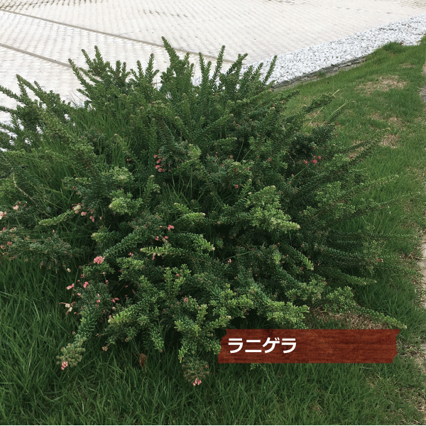 グレビレア　グレビリア　ラニゲラ　這性