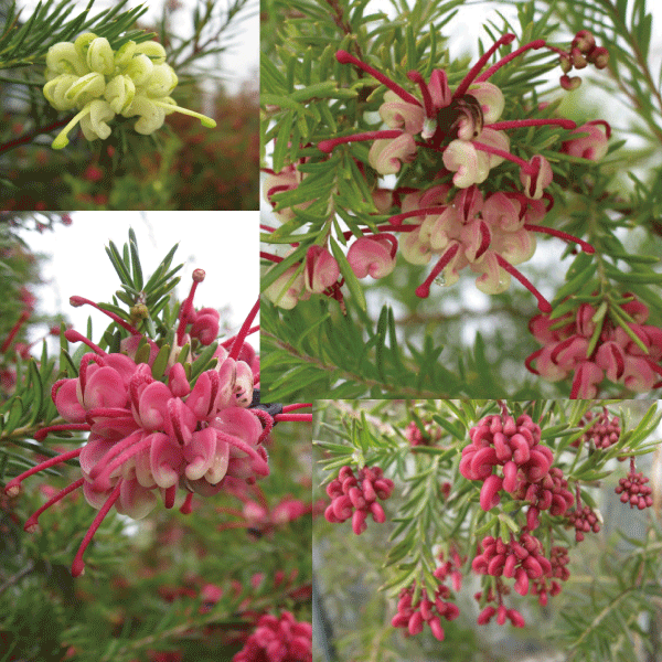 グレビレア　各種　植木組合