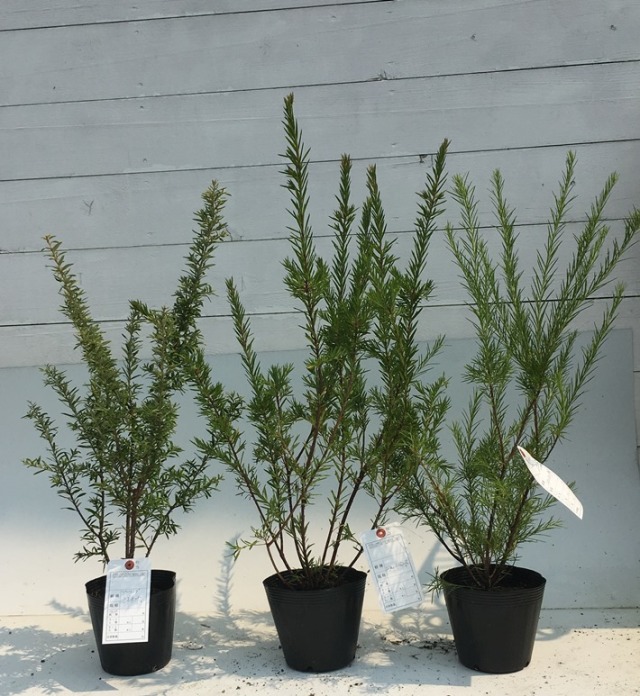 グレビレア　各種　植木組合