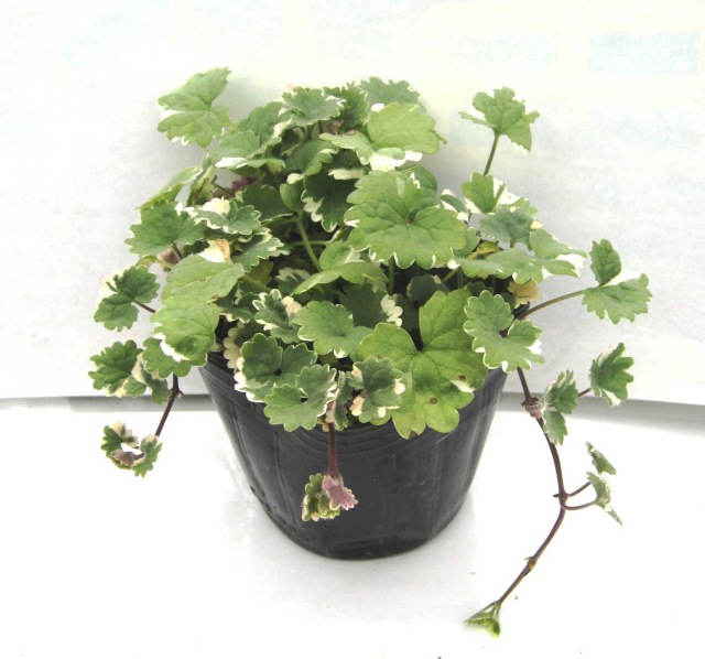 ぐれこま　グレコマ　苗