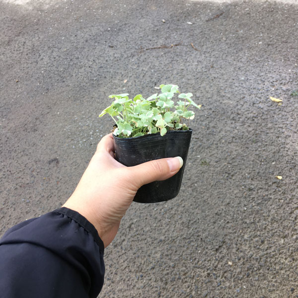 ぐれこま　グレコマ　苗
