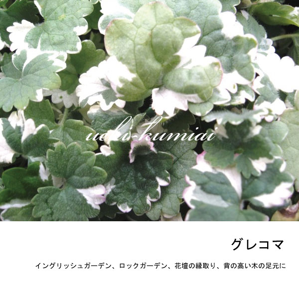 ぐれこま　グレコマ　苗