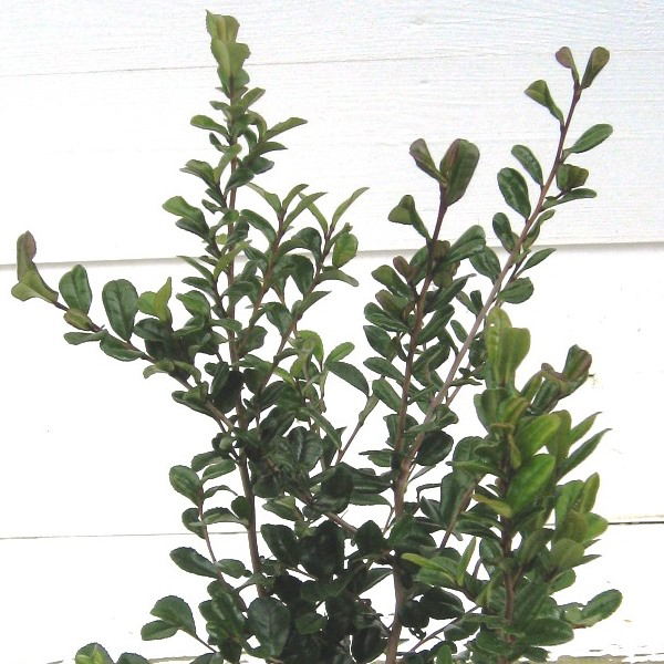 ハマヒサカキ　コケ順いいです ハマヒサカキ コケ順いいです ハマヒサカキ （浜姫榊）