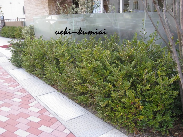 はまひさかき　ハマヒサカキ　生垣　植栽例