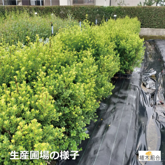 ハチジョウイヌツゲ　（八丈犬柘植）レア　人気　植木　庭木　生垣　常緑低木